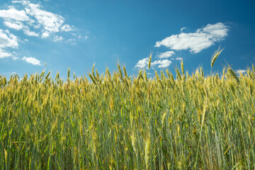 Wall Mural - Close-up of a grain field and blue sky with white clouds.