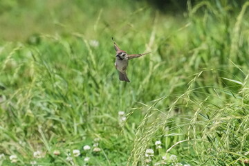 Sticker - eurasian tree sparrow in a foreast