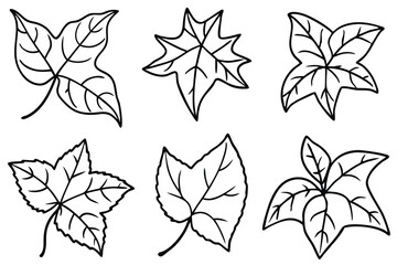 Ivy Leaf line art detailed hand drawn leaf design