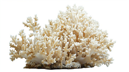 coral isolated on white background, Corals isolated on pure white background,