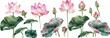© MADALINA - Set of Pink Lotus Flowers and Green Leaves, Watercolor Illustration Isolated on White Background