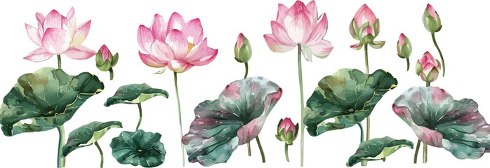 set of pink lotus flowers and green leaves, watercolor illustration isolated on white background