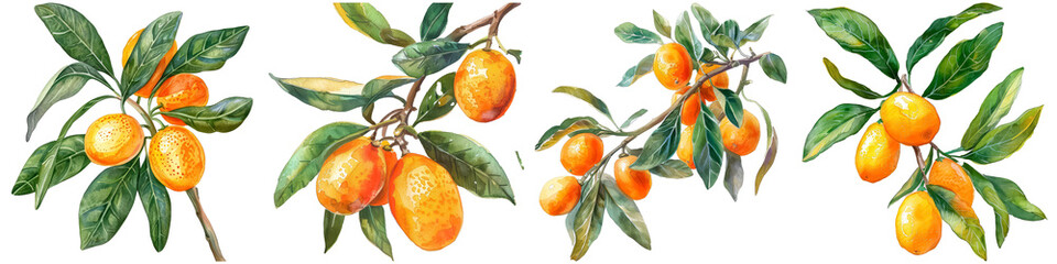 Wall Mural - Four oranges hanging from a tree branch