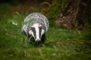 Wall Mural - an unmistakable animal, the badger is large and grey, with a short, fluffy tail, black belly and paw