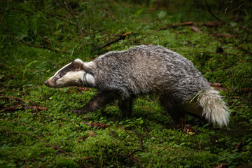 Wall Mural - an unmistakable animal, the badger is large and grey, with a short, fluffy tail, black belly and paw