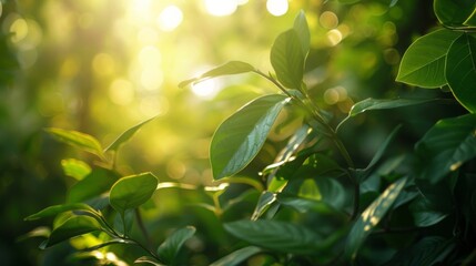 Aufkleber - A close-up of lush green leaves with sunlight filtering through.