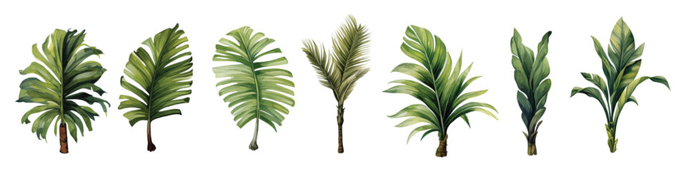 Wall Mural - Watercolor set with palm trees, banana leaves and monstera isolated floral plants elements