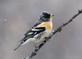 Wall Mural - Brambling (Fringilla montifringilla) male in snowfall perched on a branch in spring.