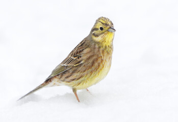 Wall Mural - Yellowhammer (Emberiza citrinella) in the snow in early spring.	
