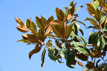 Magnolia tree in Greece.