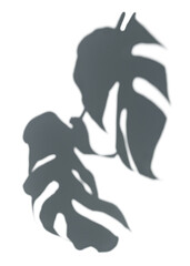 Sticker - PNG Monstera deliciosa shadow, transparent background