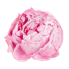 Poster - Pink round png flower, transparent background