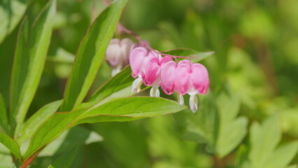 Wall Mural - Bleeding heart latin, dicentra formosa. Wildflower - western bleeding heart. Slow motion.