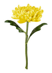 Poster - PNG yellow chrysanthemum flower sticker