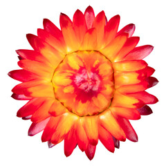 Poster - PNG red everlasting flower sticker