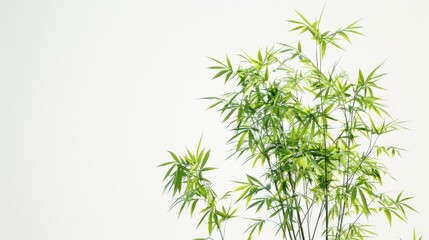 Poster - A tall bamboo plant in a decorative pot against a plain white background