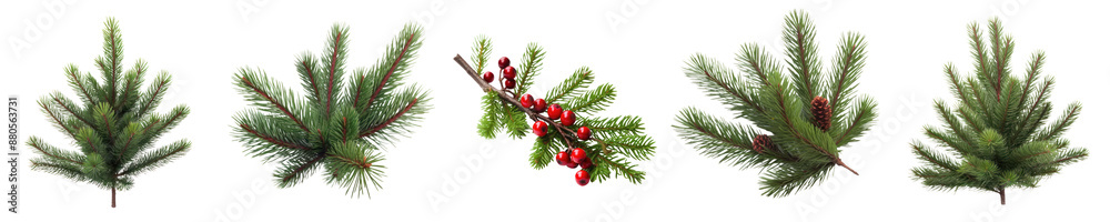 Fir tree branches set isolated on white or transparent background, png ...