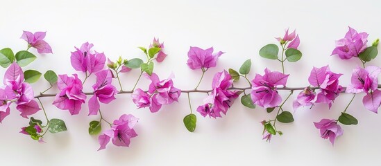 Poster - Bougainvillea flowers isolated on a white background with copy space image emphasizing a floral pattern concept in the photo