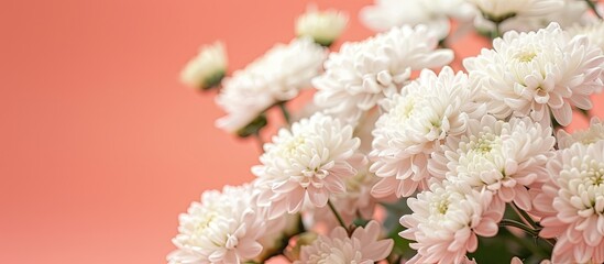 Poster - Pink background beautifully showcases white chrysanthemums with copy space image