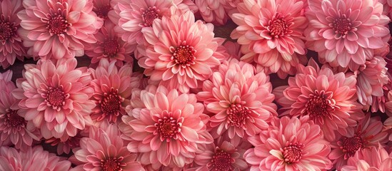 Leinwandbilder - A rose colored background adorned with pink chrysanthemums provides ample copy space for an image