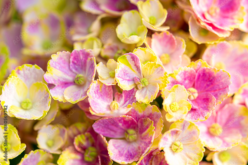 Close-up photos of hydrangeas of various colors that would be great as ...