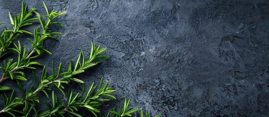 Aufkleber - A mock up of fresh green Rosemary herb on a dark stone surface background with space for additional imagery