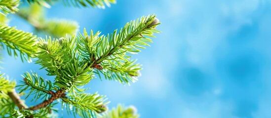 Poster - Spruce branches with fresh new shoots in spring against a blue sky backdrop Young green spruce shoots in spring on a blue copy space image