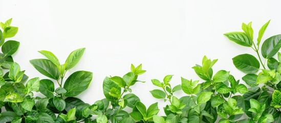 Leinwandbilder - Copy space image of bright green foliage against a white backdrop