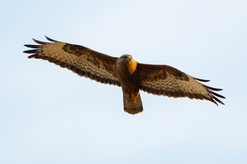 Wall Mural - Common buzzard buteo buteo flying in the sky