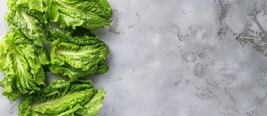 Poster - Top view of fresh green romaine lettuces on a light grey table with copy space image available