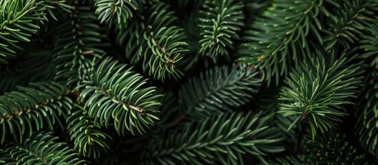 Poster - Nature inspired green spruce needles add natural hues to a copy space image