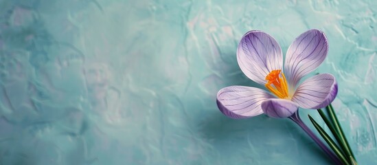 Aufkleber - Ethereally composed crocus flower on a pastel background with copy space image