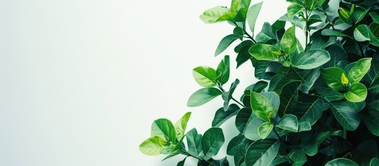 Aufkleber - Copy space image of bright green foliage against a white backdrop