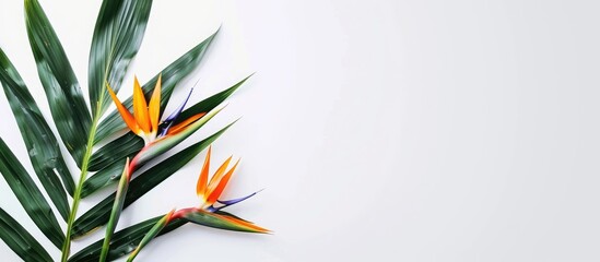 Poster - Bird of Paradise flowers Strelitzia reginae displayed in a white backdrop with copy space image