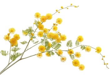 Poster - A single stem of bright yellow flowers grows on a pure white background, perfect for highlighting a message or adding a pop of color to your design
