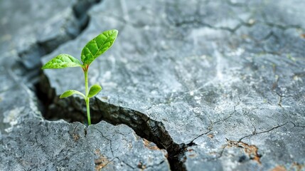 Wall Mural - Plant sprouting from cracked wall