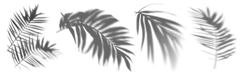 Canvas Print - PNG palm leaf shadow  cut out element set