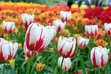 white tulips gesner's with red stripes bloom in a flower garden.