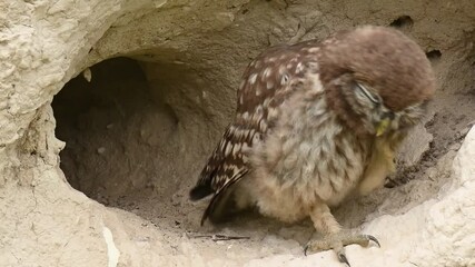 Wall Mural - Little owl Athena Noctua. The bird itches sitting by the hole. Slow motion.