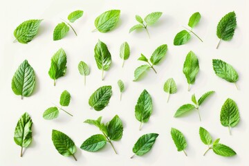 Poster - A bunch of fresh green leaves arranged neatly on a white surface, suitable for use in designs and illustrations