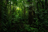 Tropical rain forest with green leaves