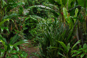 Sticker - Tropical rain forest with green leaves