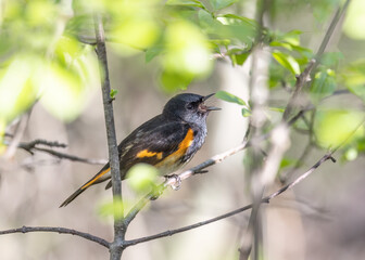 Sticker - American Redstart perched on branch singing in spring in Ottawa, Canada