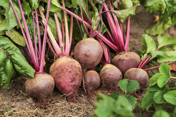 Wall Mural - Beetroot harvest in garden. Bunch of fresh raw beetroots on soil ground close up. Organic vegetables autumn harvest