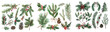 © Mark - Christmas plant ornament watercolor illustration set.