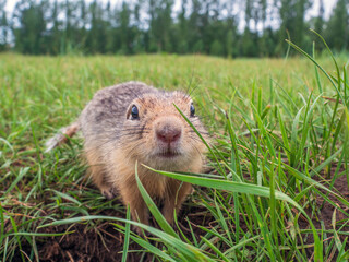 Wall Mural - Prairie  dog looking at a camera on a grassy field