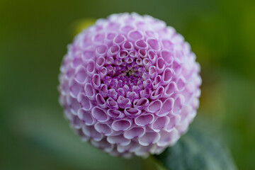 Wall Mural - Dahlia pink flowers in garden