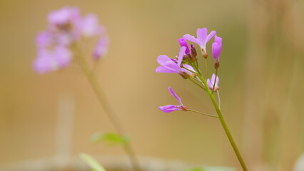 Wall Mural - Cardamine - First Spring Forest Flowers. Purple And Lilac Forest Flowers. Beautiful Spring Floral Background.