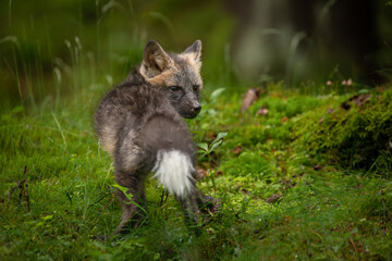 Fototapete - A young fox with grey fur plays in a green forest, blending into the lush surroundings. It pauses, alert and curious, capturing the essence of youthful energy and natural beauty.