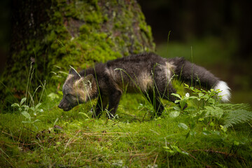 Wall Mural - a young fox with grey fur plays in a green forest, blending into the lush surroundings. it pauses, a